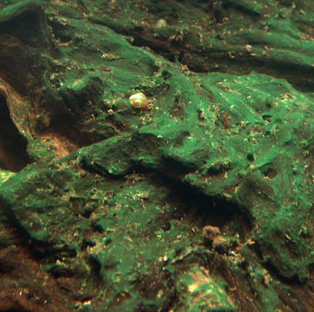 Cyanobakterie "Blå-grøn